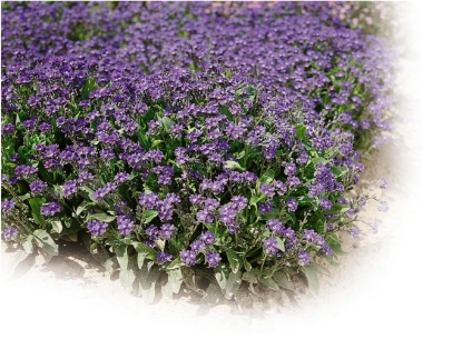 Picture of Myosotis (Forget-Me-Not) - Ultramarine